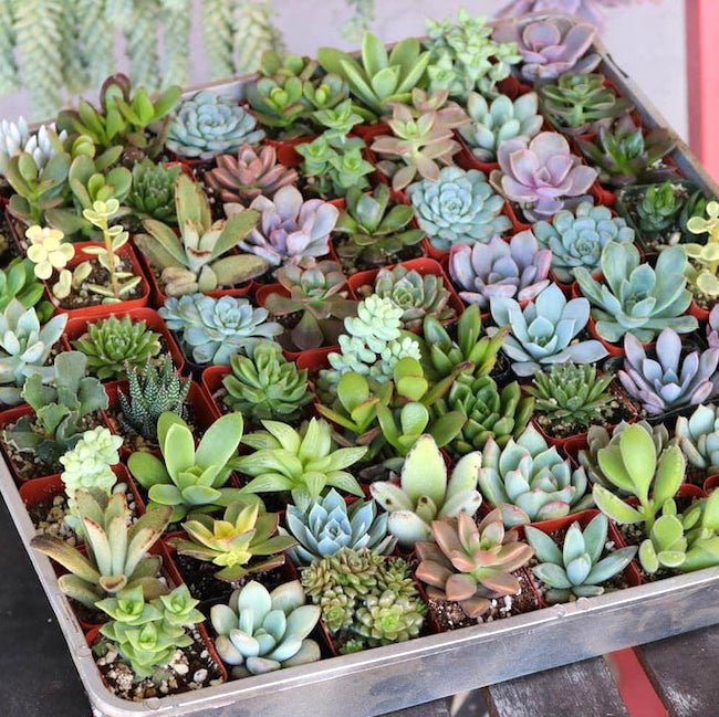 set-of-12-succulents-626743_650x649